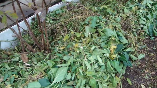 Кусты будут сильными, ягоды крупными у смородины, малины, жимолости. Делаю так каждую осень. смотреть онлайн