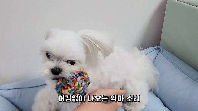 곧 한국말 쏟아낼 것 같은 강아지 ㅋㅋㅋ смотреть онлайн