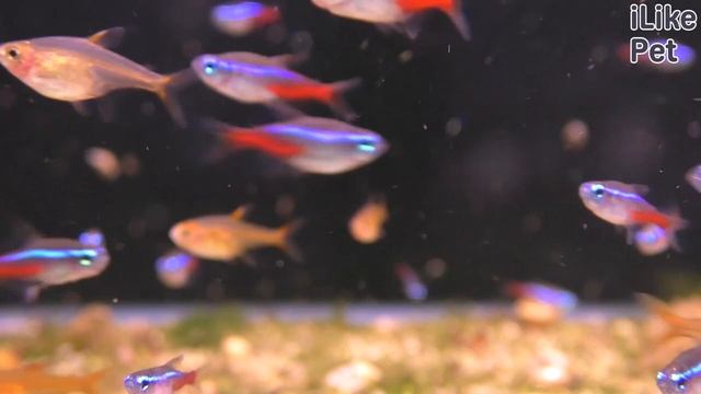 Уход за рыбкой неон смотреть онлайн