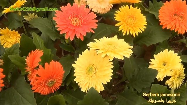 Gerbera jamesonii جربيرا جامسونياى смотреть онлайн