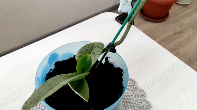 НОВЫЕ ЦВЕТЫ 🌹🌳🌿 из Пятерочки 💃ЧТО ИЗМЕНИЛОСЬ 🧚♀ смотреть онлайн
