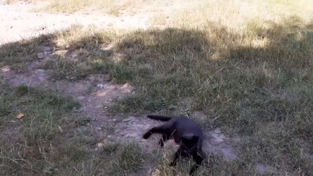 VLOG | ЖИЗНЬ В ДЕРЕВНЕ: куда пропала?, прогулка по огороду, пасем коров... #3 смотреть онлайн