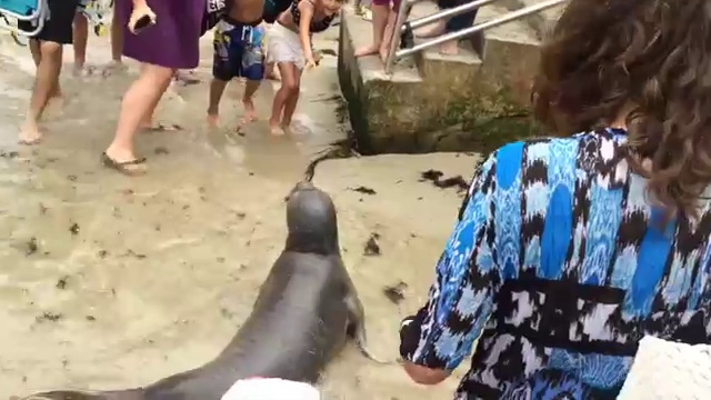 морской котик и людка в купальнике