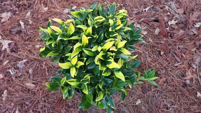 How to grow Howard Ligustrum (Low Maintenance Evergreen Shrub with Gold Foliage) смотреть онлайн
