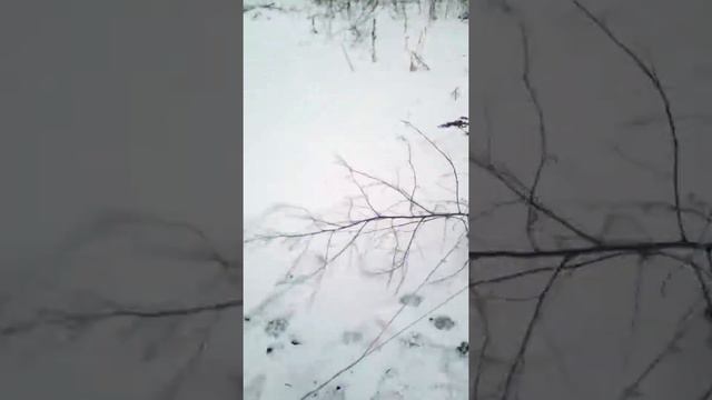 Кавказская овчарка первый раз тянет санки смотреть онлайн