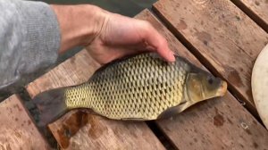 Запуск карпа в свой пруд  озеро на даче карась карп Рыбалка ?