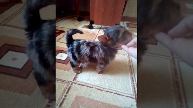 Девочка Йорк.Окрас Блю Мерле.(продажа). смотреть онлайн