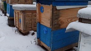 Секрет хорошей зимовки пчел. Когда 100% нужно кормить пчел зимой? Как зимовать без потерь на пасеке