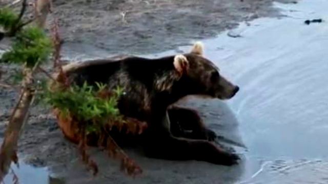 Девушка не переставала кричать, когда к ней начало подниматься ЭТО! смотреть онлайн