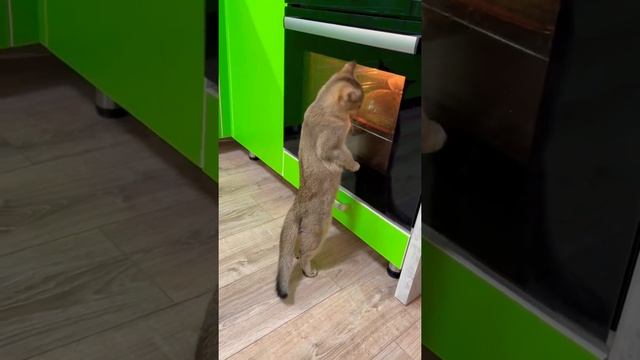 А Ваши питомцы любят кушать? #рекомендации #врек #котята #shorts #кошки смотреть онлайн