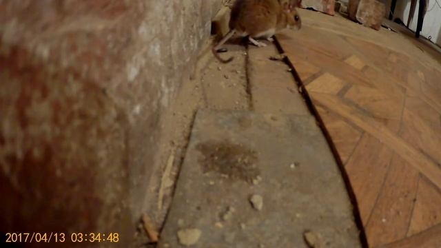 Мышь на даче смотреть онлайн