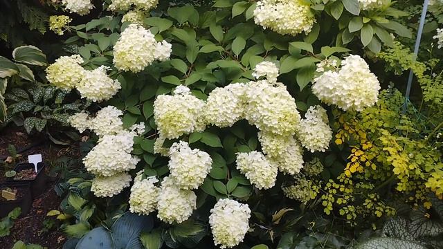 Василистник Splendide white и Гортензия Diamantino смотреть онлайн