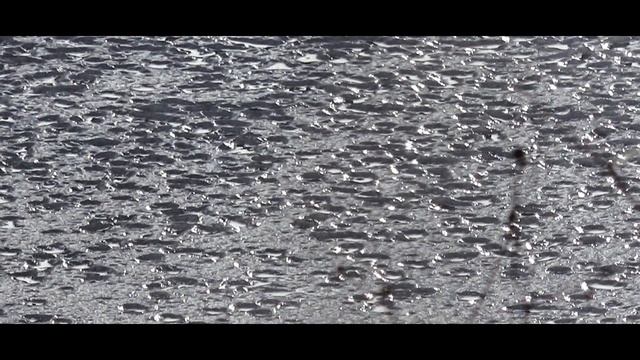 Milovické tůně v lednu 2021- Milovické ponds in January 2021 смотреть онлайн
