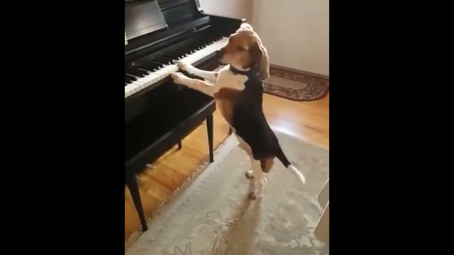 ПОДБОРОЧКА, смешные видео про животных бесплатно #4 смотреть онлайн