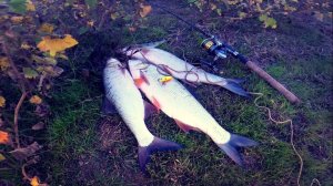 Ловля жереха. Небольшая вечерняя рыбалка. Рыбалка на велосипеде.