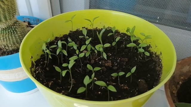 С такими ценами скоро перейдём на натуральное хозяйство! Сажаю зелень на подоконнике. Огород на окн смотреть онлайн