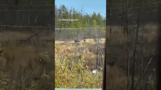 Стадо лосей заметили возле автодороги в Горном районе Якутии смотреть онлайн