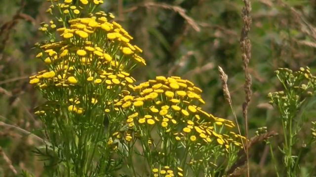 Футаж пижма у реки 2020 120 смотреть онлайн