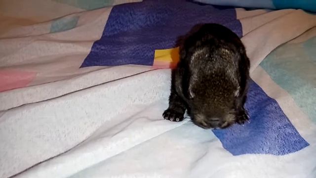 Как выходить новорождённого крольчёнка! смотреть онлайн