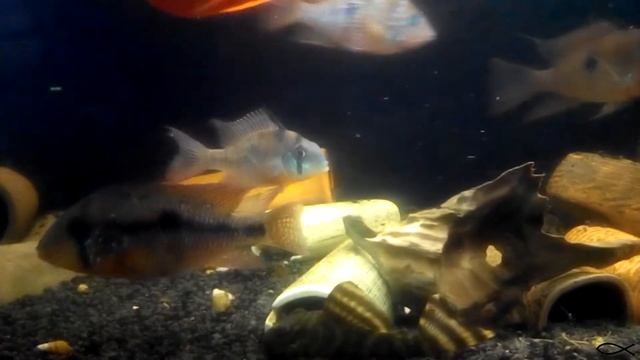 Боливийская бабочка - Mikrogeophagus altispinosus смотреть онлайн