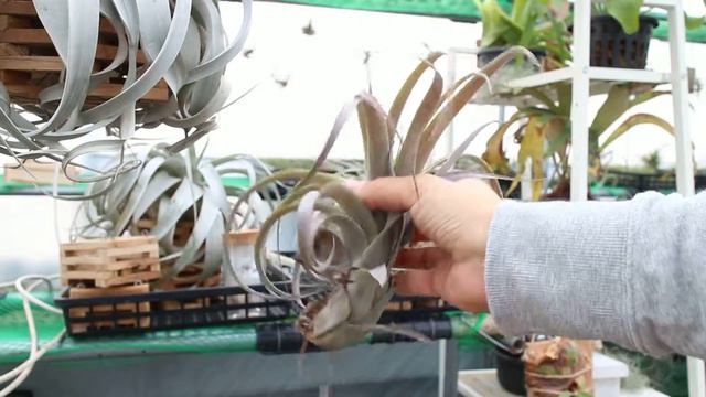 Tillandsia Air Plants 틸란시아 러브낫 Love Knot смотреть онлайн