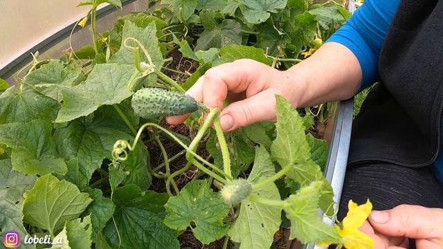 Выращиваем огурцы в теплице смотреть онлайн