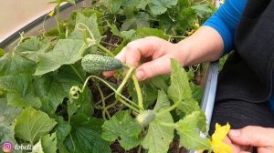 Выращиваем огурцы в теплице