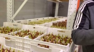 Выращивание тюльпанов на 8 марта: гидропоника. Вентиляция, влажность, температурный режим...