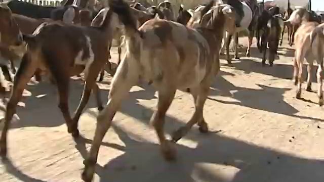 Англо-нубийские козы на Урале. смотреть онлайн