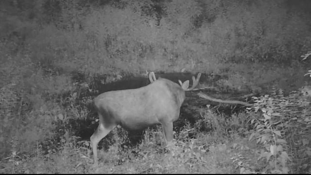 Лось у лужи. Moose at the puddle смотреть онлайн
