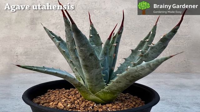 How to grow Agave Utahensis (Utah Agave) Plant - a complete guide смотреть онлайн