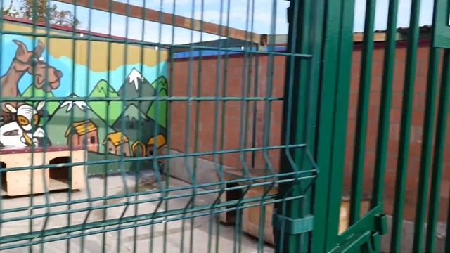 Тбилиси ?? Грузия Приют Тамаза Элизбарашвили ? ? ? ? Paypal : Elizbarashvilidog@yahoo.com