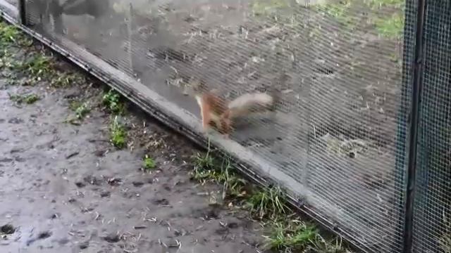 Талантливая белка смотреть онлайн