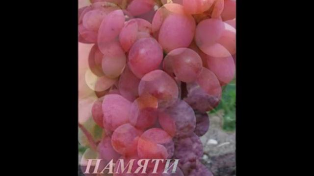 ВИНОГРАД ДЮЖИНА И ПАМЯТИ ХИРУРГА смотреть онлайн