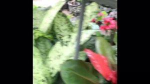 Магазины орхидей на Пхукете. Что я купила?