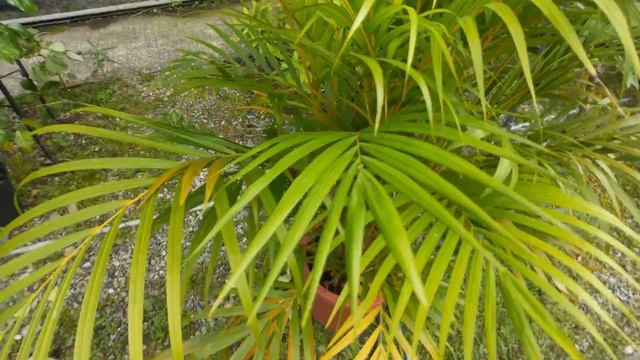 Dypsis lutescens 觀葉植物圖鑑 散尾葵(黃椰子) смотреть онлайн