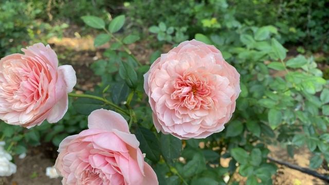 Rose - The Alnwick Rose смотреть онлайн