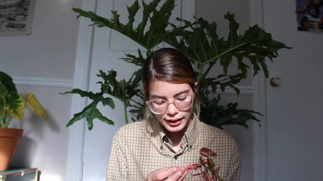 10 Reasons To Have Syngonuim + Care