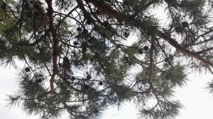 Ф.Шопен.Весенняя рапсодия..mp4