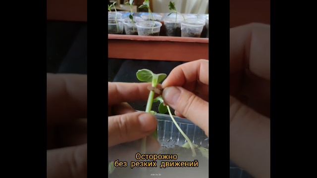 Якутянка рассказала, как вырастить арбуз смотреть онлайн