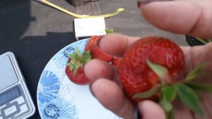 Финелла - клубника, позднего срока созревания (Английский сорт)