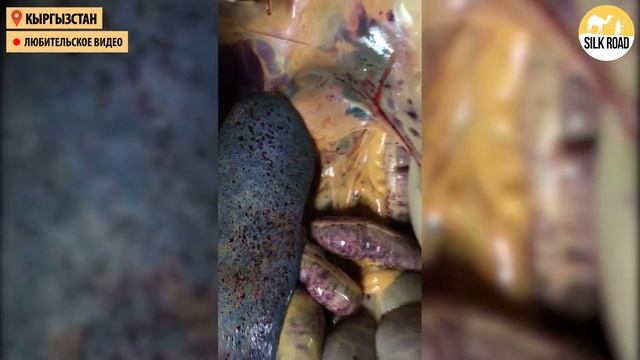 Падёж лошадей в Кыргызстане смотреть онлайн