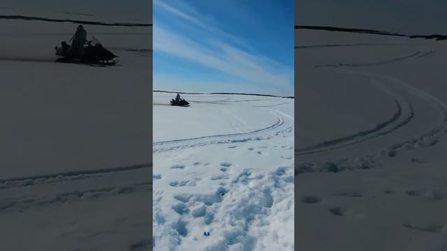 охота на гусей