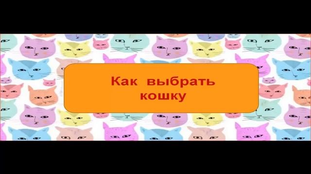 Как выбрать кошку. Сумейте выбрать кошку для себя. смотреть онлайн