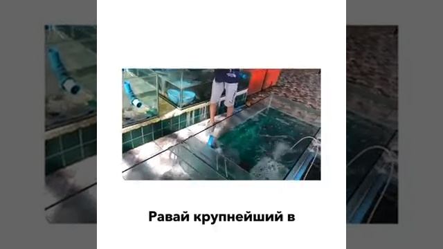 Панган Пхукет 29 января смотреть онлайн