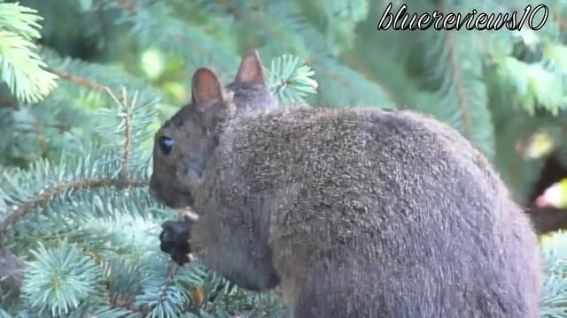 Panasonic Lumix ZS8 Review Feat. Ms. Squirrel eating nuts that I threw @ him/her смотреть онлайн