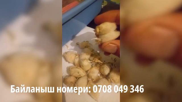 Бөйрөк оорусуна табылгыс дары смотреть онлайн