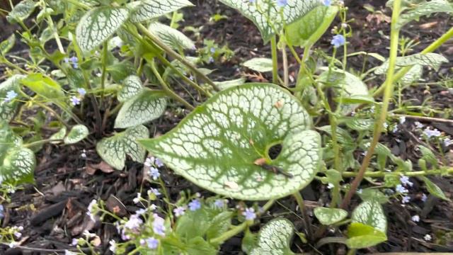 May Garden Tour: My Gully Garden! смотреть онлайн