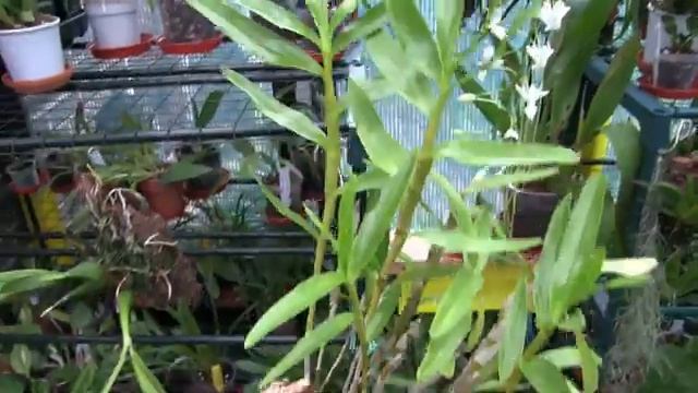 Orchid Update July Pt 4 Plus Seramis Project