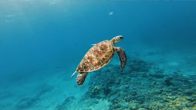 Индивидуальная программа для беззаботного отдыха на острове Бали. смотреть онлайн